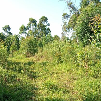 Área de terras em à venda no interior de Nova Petrópolis na Serra Gaúcha